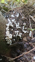 Coprinellus