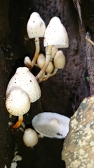 Leucocoprinus