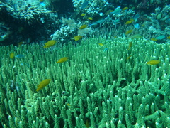 Acropora clathrata