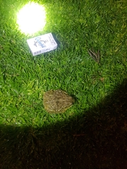 Pyxicephalus adspersus