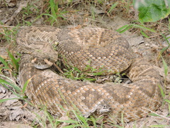 Crotalus ruber lucasensis