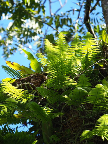Taiwan Polypody (Goniophlebium formosanum)