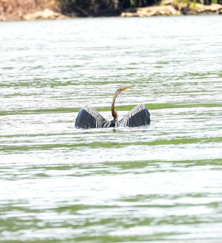 Anhinga melanogaster