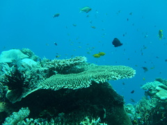 Acropora clathrata