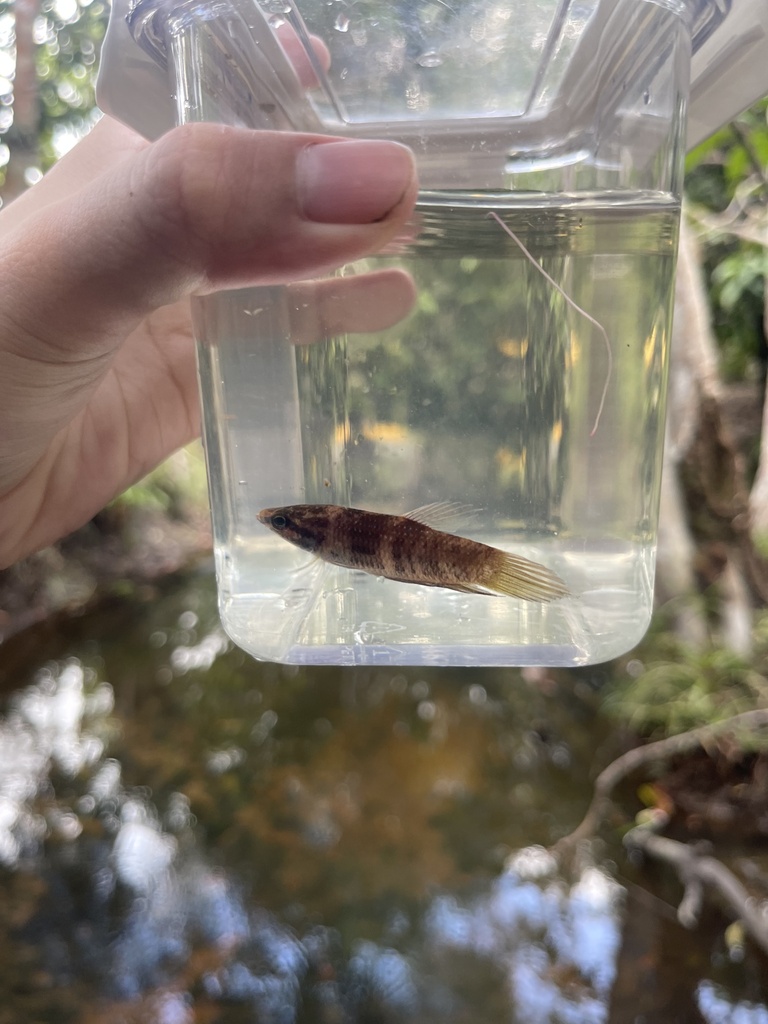 Betta spilotogena (Betta spilotogena)
