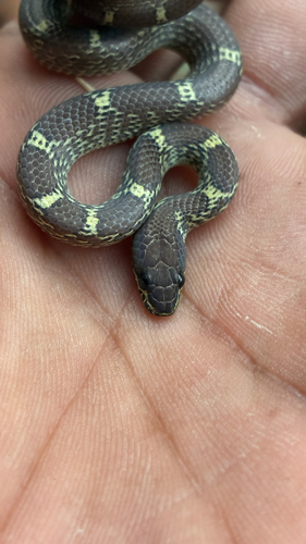 Russell's Wolf Snake