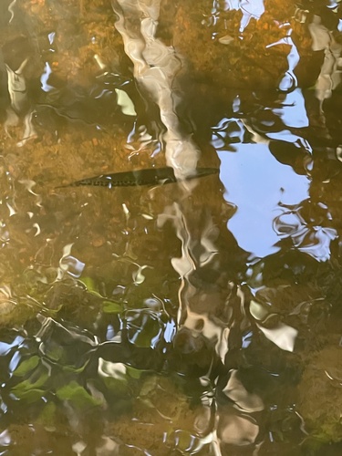 Luciocephalus pulcher