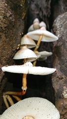 Leucocoprinus