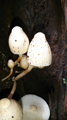 Leucocoprinus