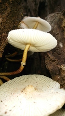 Leucocoprinus