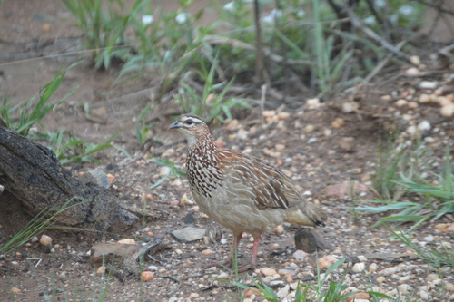 Ortygornis sephaena