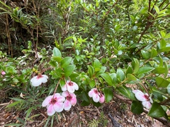 Ugni candollei, photograph (c) Cody Hinchliff, some rights reserved (CC BY)