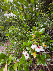 Ugni candollei, photograph (c) Cody Hinchliff, some rights reserved (CC BY)