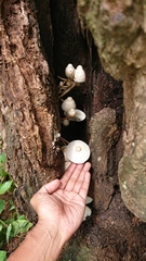 Leucocoprinus