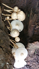 Leucocoprinus