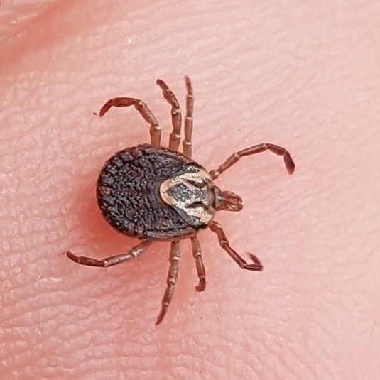 Amblyomma cajennense Fabricius, 1787