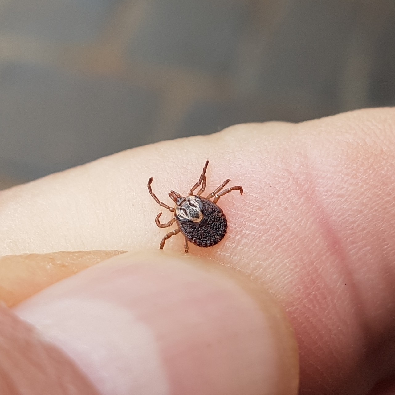 Amblyomma cajennense Fabricius, 1787