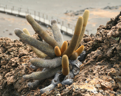 Brachycereus nesioticus