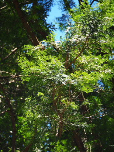 Taiwanese incense-cedar (Calocedrus formosana)