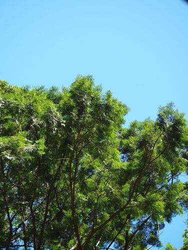 Calocedrus formosana, photograph 5