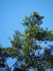 Calocedrus formosana, photograph author not stated, no rights reserved