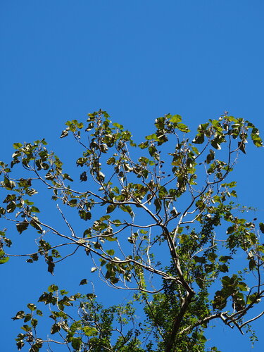 Paulownia × taiwaniana, photograph 2
