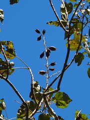 Paulownia × taiwaniana