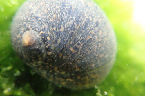 Nerita ocellata observed 2026-01-31
