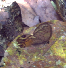 Haetera piera