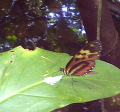 Mechanitis polymnia polymnia