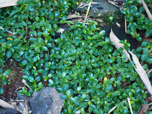 Creeping fig (Ficus vaccinioides)