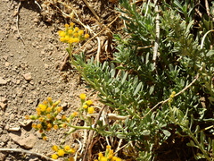 Senecio covasii