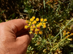Senecio covasii