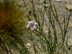 Junellia spathulata