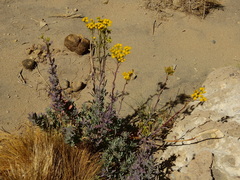 Senecio covasii