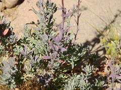 Senecio covasii