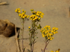 Senecio covasii