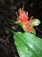 Scadoxus membranaceus