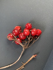 Viburnum edule