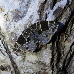 Gandaritis atricolorata