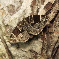 Gandaritis atricolorata