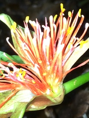 Scadoxus membranaceus