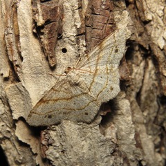 Trigrammia quadrinotaria