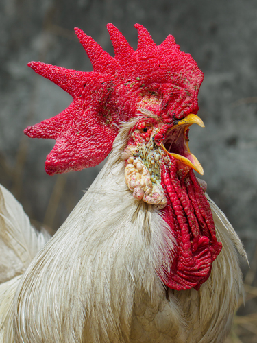Domestic Chicken (Variety Gallus gallus domesticus) · iNaturalist