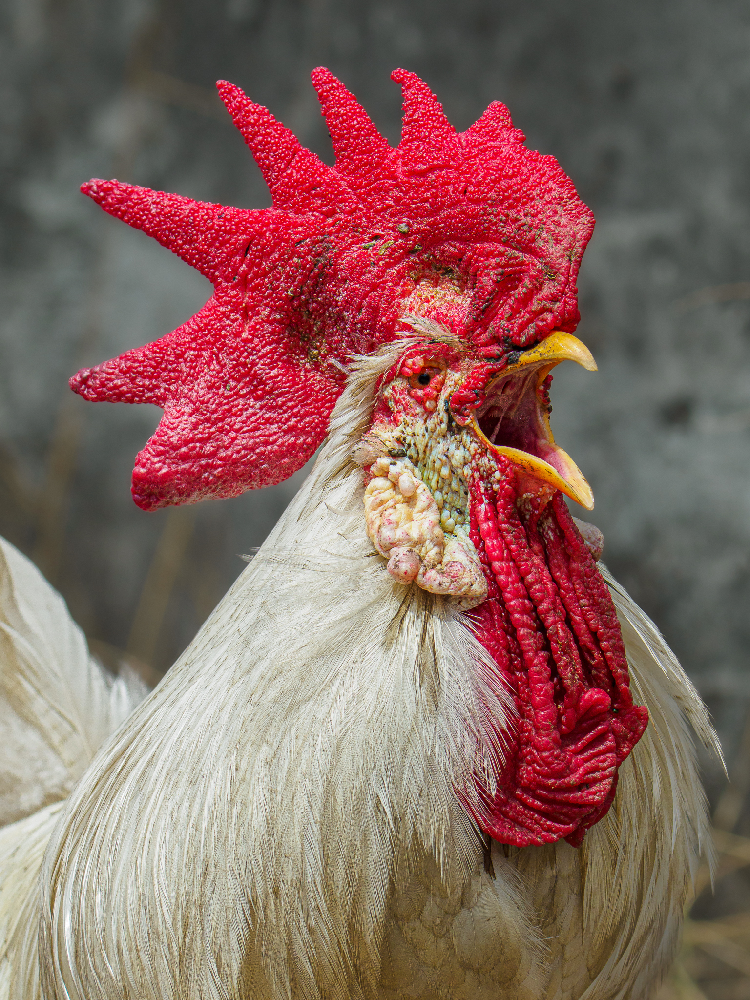 Domestic Chicken (Variety Gallus gallus domesticus) · iNaturalist