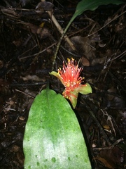 Scadoxus membranaceus