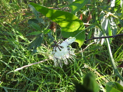 Passiflora misera