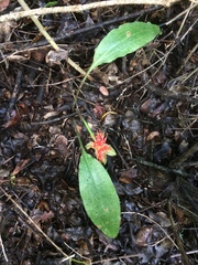 Scadoxus membranaceus