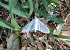 Palpita vitrealis