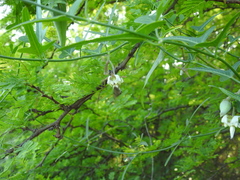 Araujia angustifolia